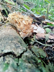 Podoscypha petalodes