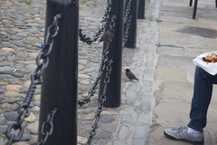 Sturnus vulgaris