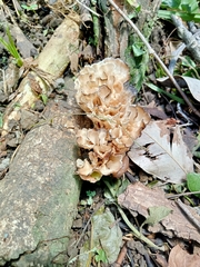 Podoscypha petalodes