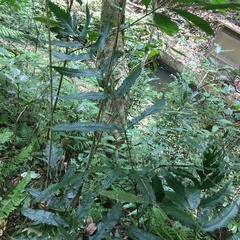 Tectaria phaeocaulis