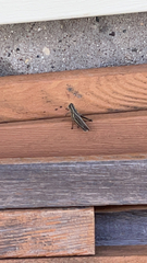 Melanoplus bivittatus