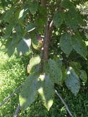 Diospyros virginiana