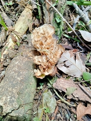 Podoscypha petalodes