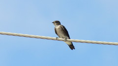 Stelgidopteryx serripennis ridgwayi