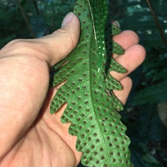 Tectaria phaeocaulis