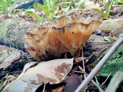 Podoscypha petalodes