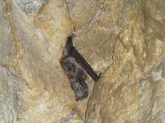 Myotis