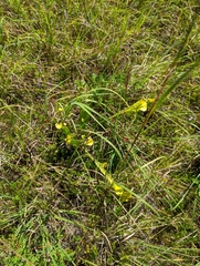 Sarracenia flava