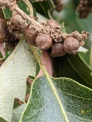 Andricus grossulariae