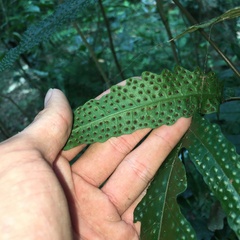 Tectaria phaeocaulis