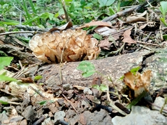 Podoscypha petalodes