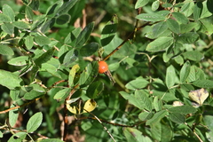 Rosa majalis