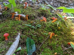 Hygrocybe punicea
