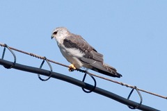 Elanus caeruleus caeruleus