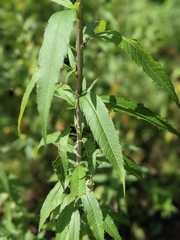 Helianthus giganteus