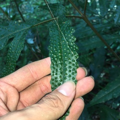 Tectaria phaeocaulis