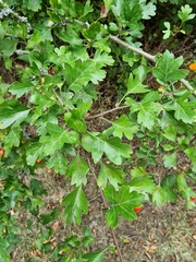 Crataegus monogyna