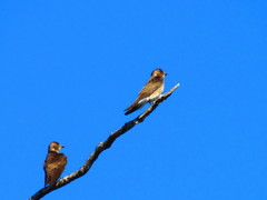 Stelgidopteryx serripennis ridgwayi