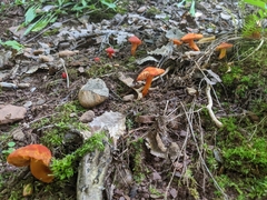 Hygrocybe punicea