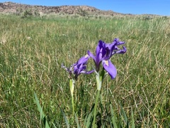 Iris missouriensis