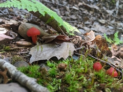 Hygrocybe punicea