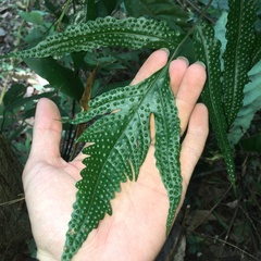 Tectaria phaeocaulis