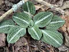 Goodyera pubescens