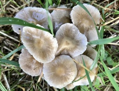 Mycena galericulata