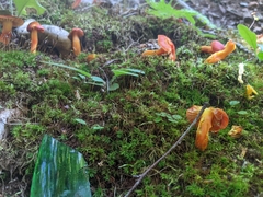 Hygrocybe punicea