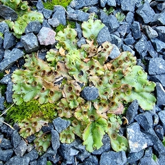 Marchantia polymorpha ruderalis