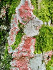 Herpothallon rubrocinctum