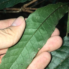 Tectaria phaeocaulis