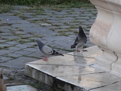 Columba livia domestica