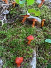 Hygrocybe punicea