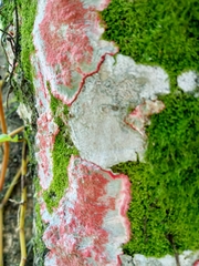 Herpothallon rubrocinctum