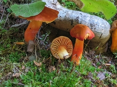 Hygrocybe punicea