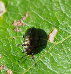 Phratora vitellinae