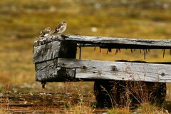 Plectrophenax nivalis