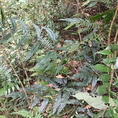 Tectaria phaeocaulis