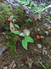 Hygrocybe punicea