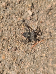 Araneus saevus
