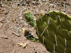 Opuntia tapona