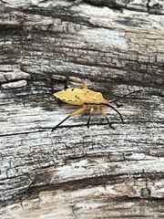 Chariesterus antennator