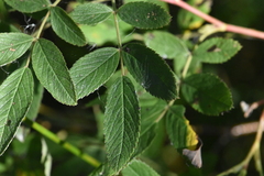 Rosa majalis