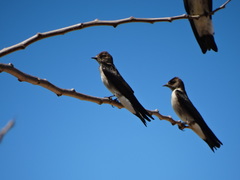 Stelgidopteryx serripennis ridgwayi
