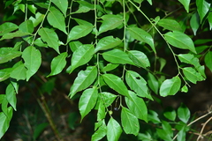 Capparis sabiifolia