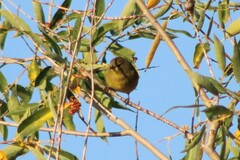 Leiothlypis celata orestera