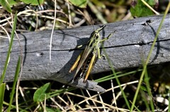 Omocestus viridulus