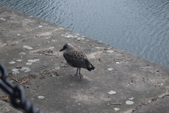 Larus fuscus