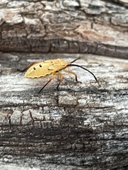 Chariesterus antennator